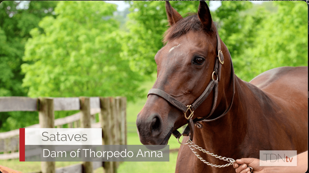 Meet the Dam of Kentucky Oaks Winner Thorpedo Anna